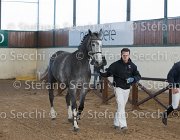Berlin dei Folletti TosTour2013- S5 3004 : Arezzo, Arezzo Equestrian Centre, Berlin dei Folletti, Cavalli d'Italia, Toscana Tour 2013, foto di Stefano Secchi ©